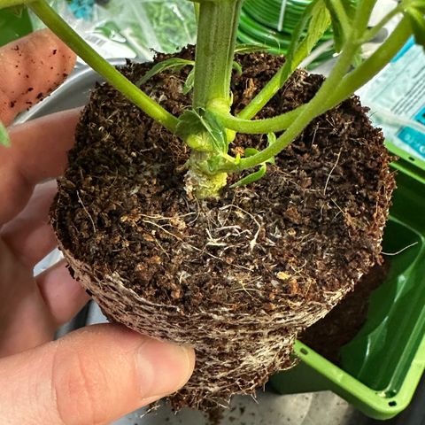 Fuel D.OG #1 Female 47.36g growlog photo: Transplanted into 1 gal pot