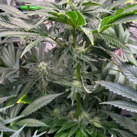 Misc x (LA Kush x Zkittles) #04 10.54g growlog timeline photo