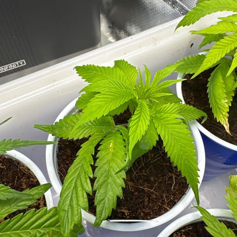 MiscxLAZ 5-4 34.63g growlog timeline photo