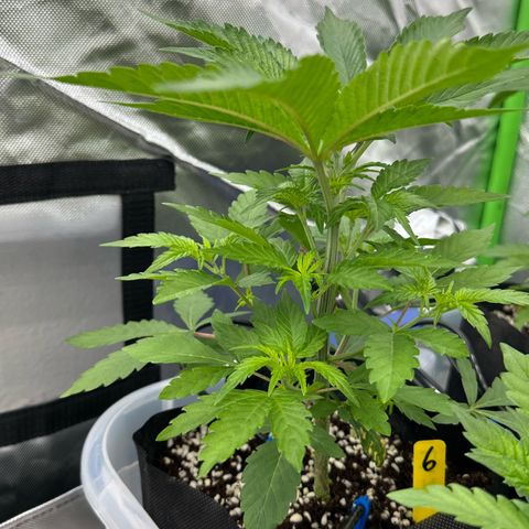 CxLAZ #16 50.72g growlog timeline photo