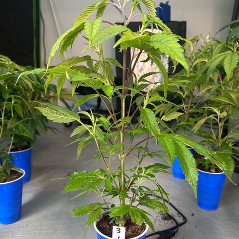 CxLAZ #03 C #1 58.58g growlog timeline photo