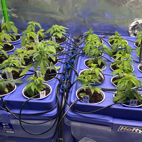 Shaman growlog timeline photo