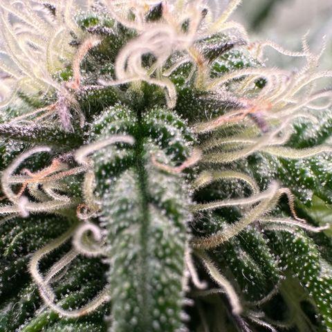 Misc x (LA Kush x Zkittles) #35 28.55g growlog timeline photo