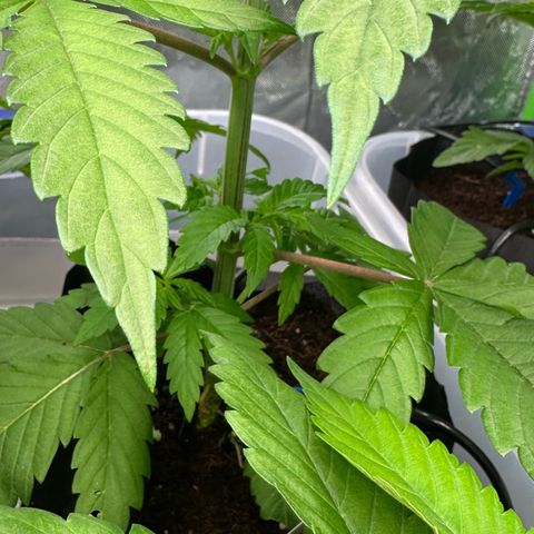 CxLAZ #16 50.72g growlog timeline photo