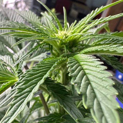 CxLAZ #16 50.72g growlog timeline photo