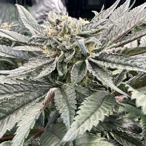 Misc x (LA Kush x Zkittles) #27 33.12g growlog timeline photo