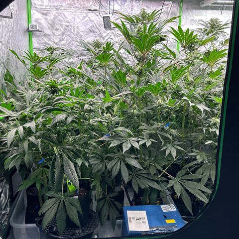 CxLAZ #16 50.72g growlog timeline photo
