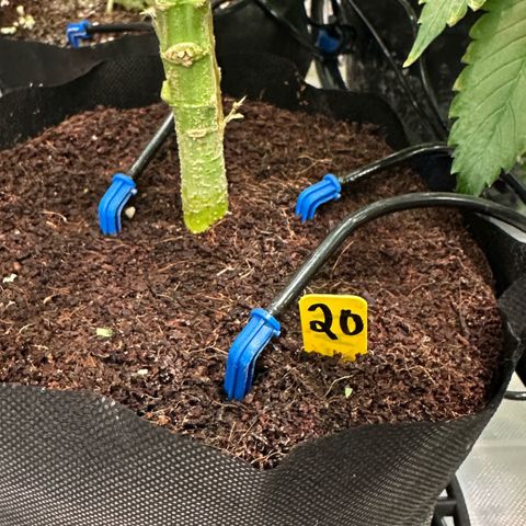 CxLAZ #20 13.7g growlog timeline photo