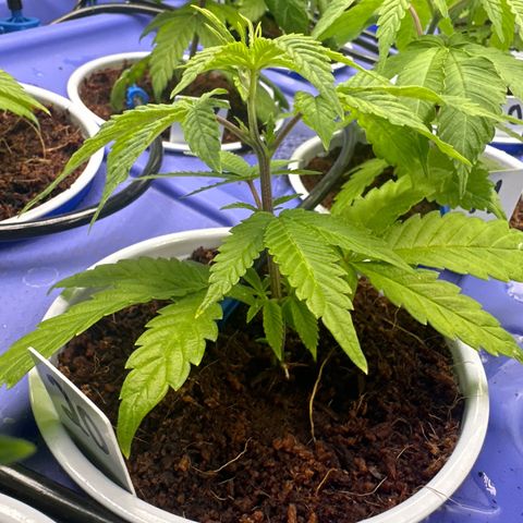 CxLAZ #20 C1 25g growlog timeline photo