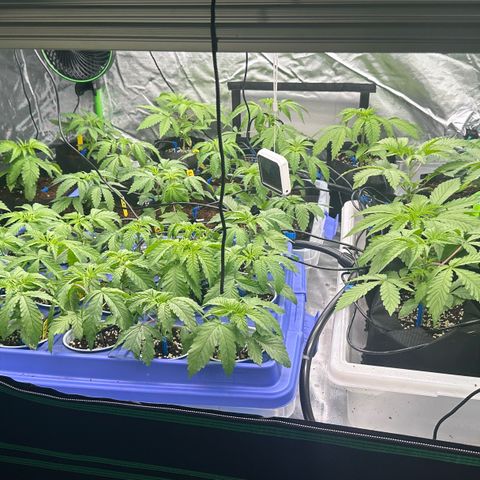 Misc x (LA Kush x Zkittles) #26 60.7g growlog timeline photo