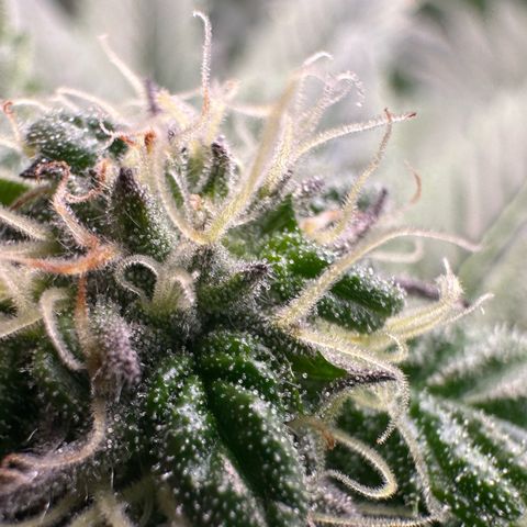 Misc x (LA Kush x Zkittles) #35 28.55g growlog timeline photo