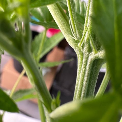 CxLAZ #16 50.72g growlog photo: Lollipoped
