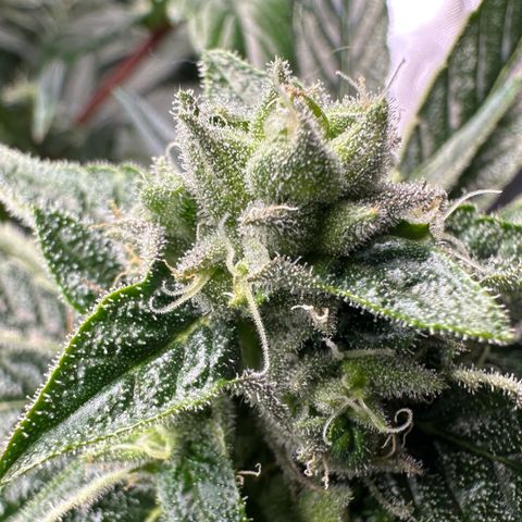 Misc x (LA Kush x Zkittles) #26 60.7g growlog timeline photo