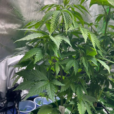 Fuel D.OG #1 Female 47.36g growlog timeline photo