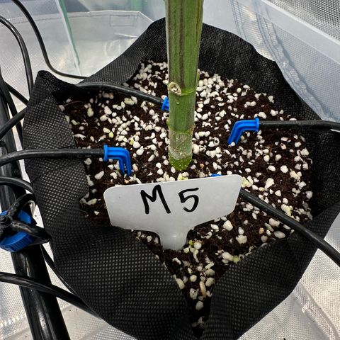 CxLAZ #16 50.72g growlog timeline photo