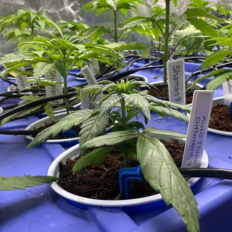 Auto Think Different  #3 growlog timeline photo