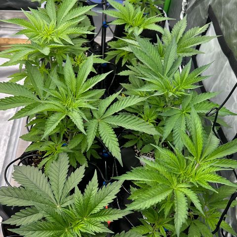 CxLAZ #16 50.72g growlog timeline photo