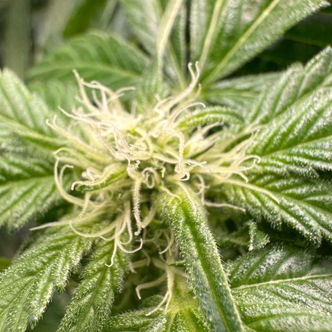 CxLAZ #16 50.72g growlog photo: Pollenated bud site