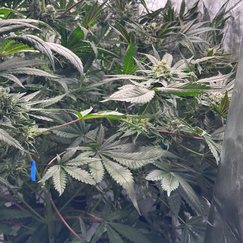 Misc x (LA Kush x Zkittles) #37 42.26g growlog timeline photo