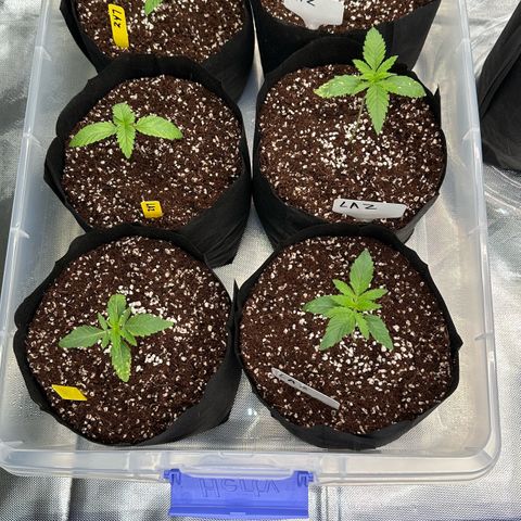 Misc x (LA Kush x Zkittles) #26 60.7g growlog photo: Transplant