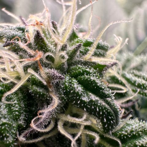 Misc x (LA Kush x Zkittles) #35 28.55g growlog timeline photo