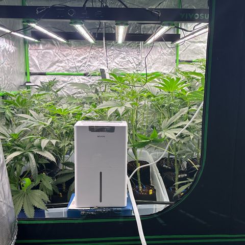 CxLAZ #16 50.72g growlog timeline photo