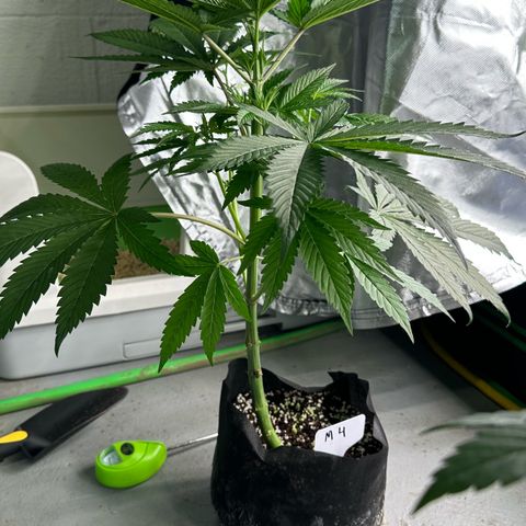 CxLAZ #16 50.72g growlog timeline photo