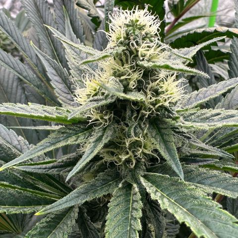 CxLAZ #31 58.75g growlog timeline photo