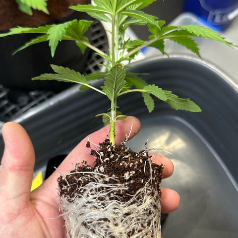 Misc x (LA Kush x Zkittles) #26 60.7g growlog timeline photo