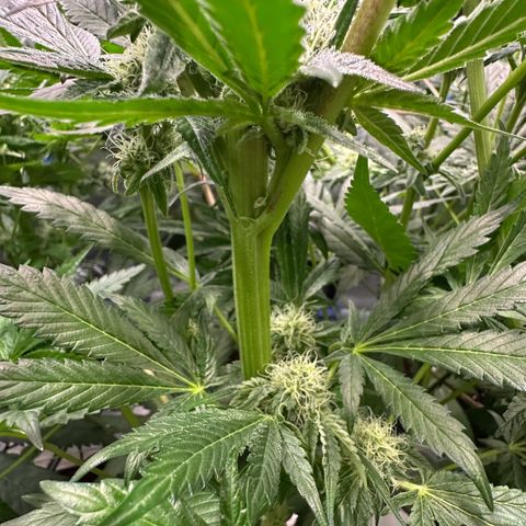 Misc x (LA Kush x Zkittles) #10 growlog timeline photo