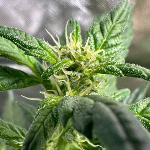 Auto Think Different  #3 growlog timeline photo