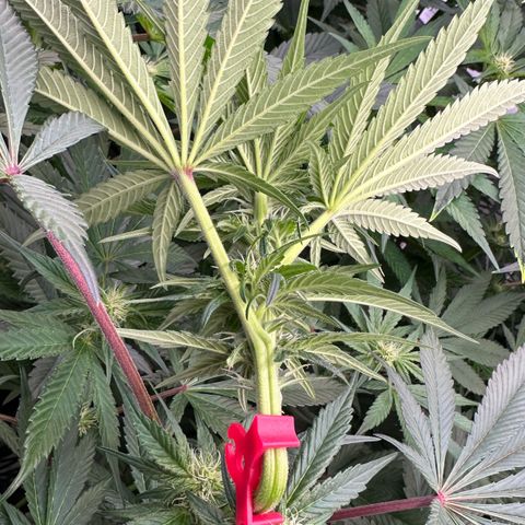 CxLAZ #16 50.72g growlog photo: Top training 