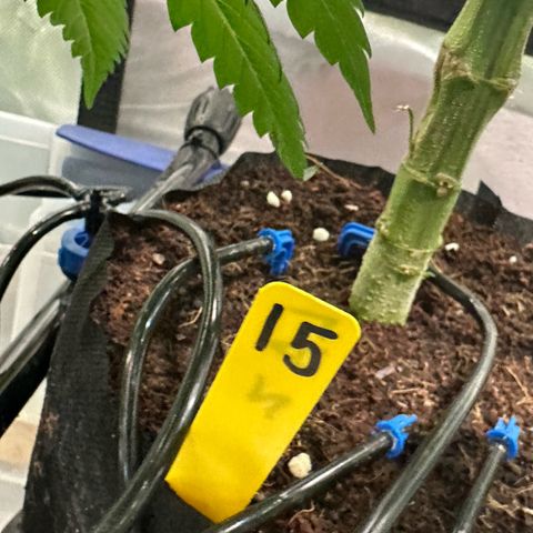 CxLAZ #15 52g growlog timeline photo