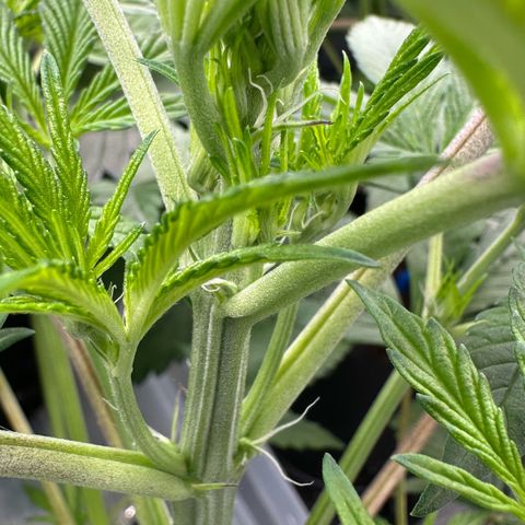 CxLAZ #16 50.72g growlog timeline photo