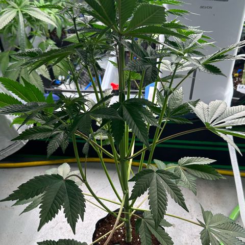 CxLAZ #16 50.72g growlog timeline photo