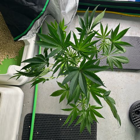 CxLAZ #16 50.72g growlog timeline photo