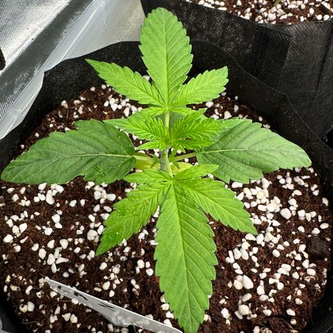 Misc x (LA Kush x Zkittles) #26 60.7g growlog timeline photo