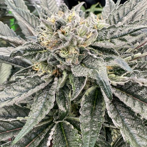 Misc x (LA Kush x Zkittles) #27 33.12g growlog timeline photo
