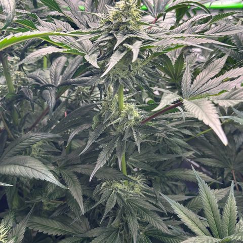 CxLAZ #06 growlog timeline photo