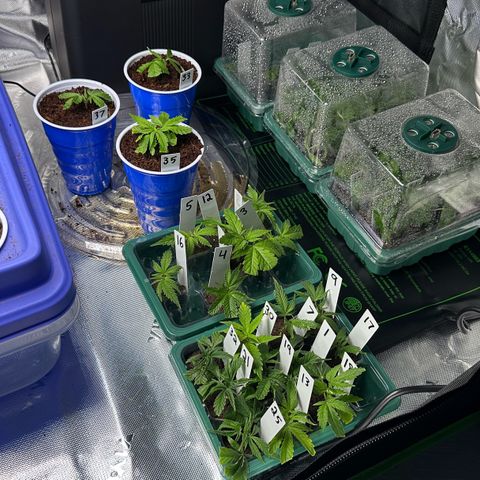 Shaman growlog timeline photo