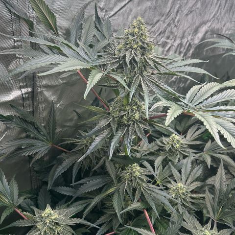 CxLAZ #24 37.13g growlog timeline photo