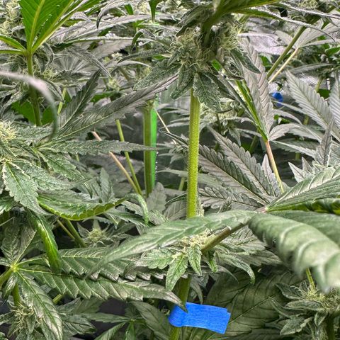 Misc x (LA Kush x Zkittles) #22 34.14g growlog timeline photo
