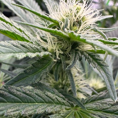 CxLAZ #15 52g growlog timeline photo