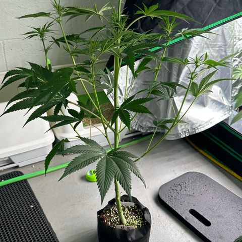 CxLAZ #16 50.72g growlog timeline photo