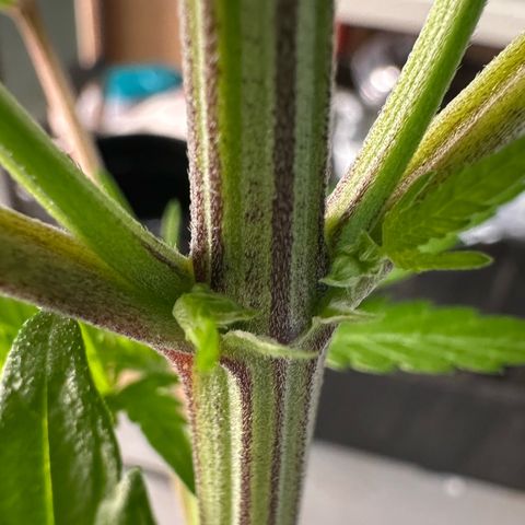 CxLAZ #16 50.72g growlog photo: Lollipoped