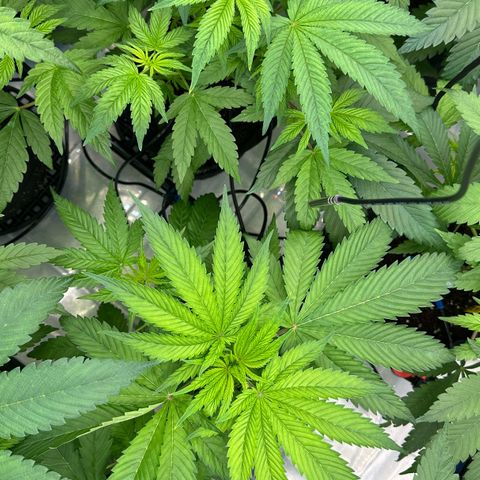 CxLAZ #16 50.72g growlog timeline photo
