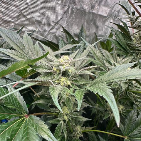 Misc x (LA Kush x Zkittles) #37 42.26g growlog timeline photo