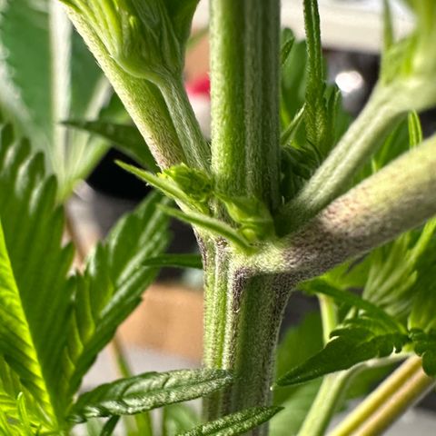 CxLAZ #16 50.72g growlog photo: Lollipoped