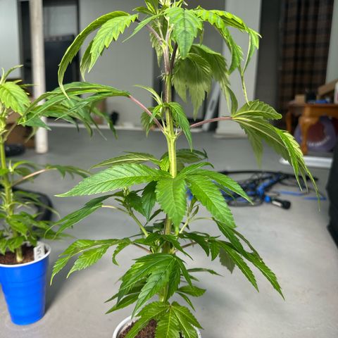 MiscxLAZ 5-4 34.63g growlog timeline photo