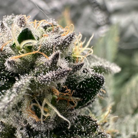 Misc x (LA Kush x Zkittles) #29 25.69g growlog timeline photo
